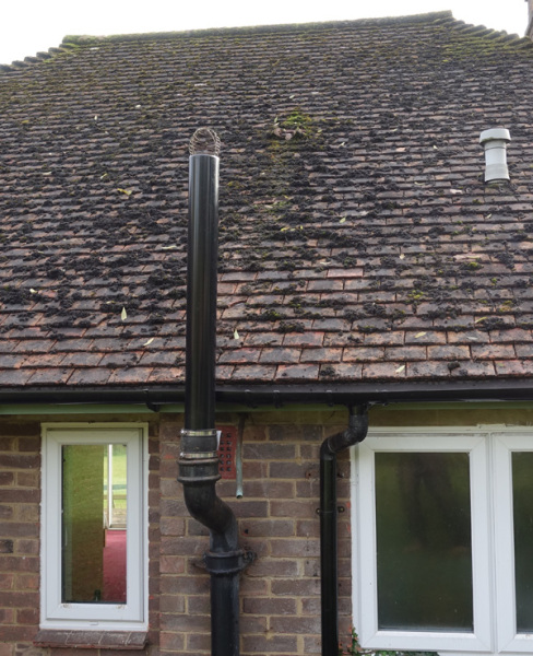 Possible soil pipe woes