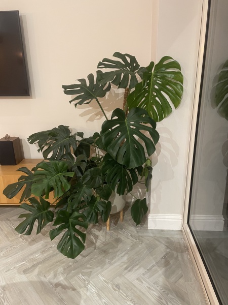 My cheese plant is taking over