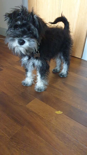 Puppy Survival Thread - for old and new pups