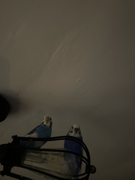 Trans Ideology - a real life debate