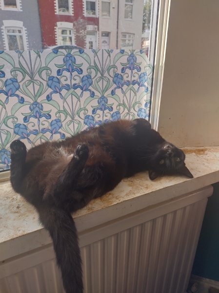 National Black Cat Day today, 27th October.