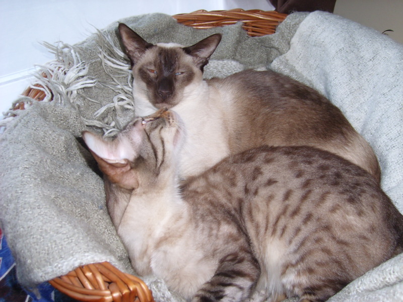 Does anyone own a bengal cat?