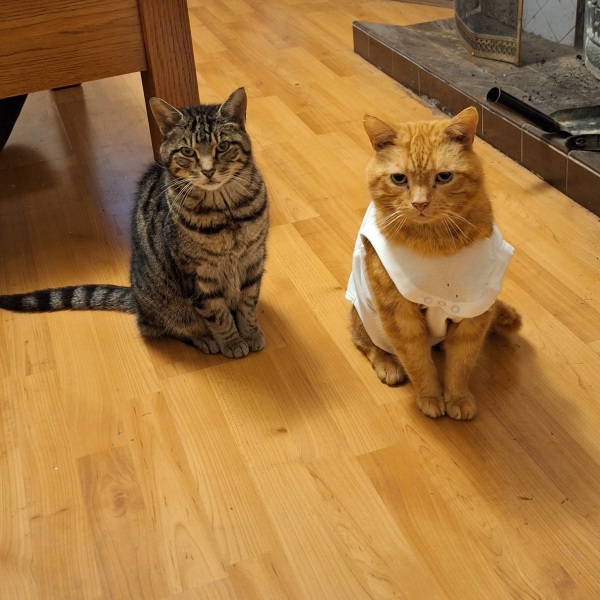 The Very Eventful Lives of the Excellent Cats