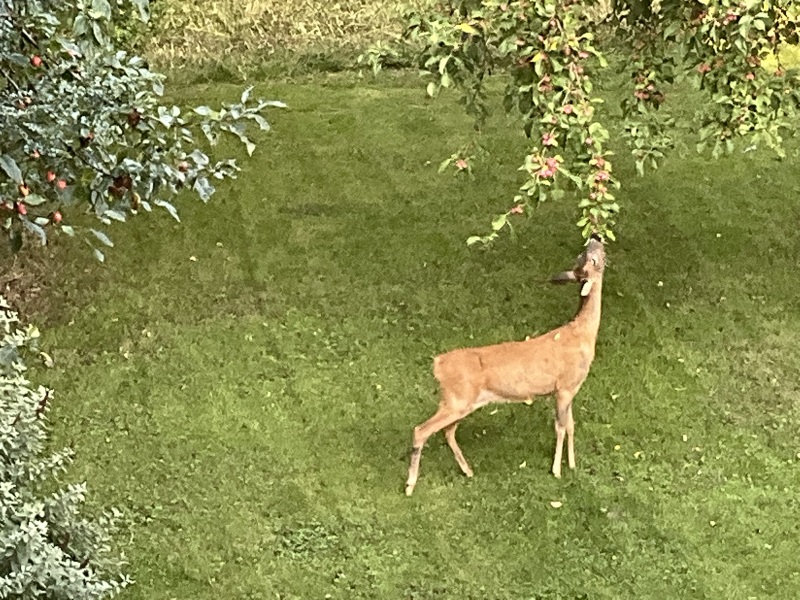 what do you enjoy looking at out of your windows?