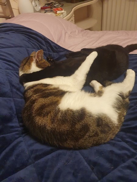 How long did older take to adapt to kitten?