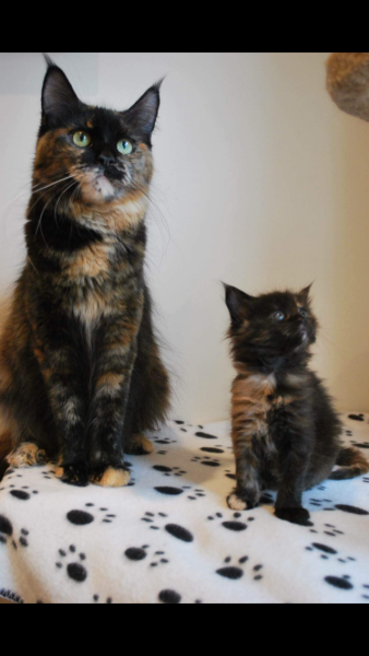 Maine Coon