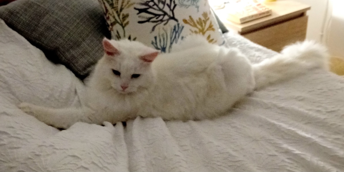 Further Adventures of the Excellent Cats