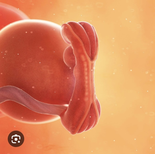 5 week 4 day scan