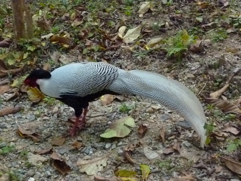 What is this bird?