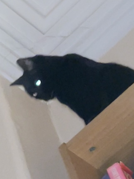 National Black Cat Day today, 27th October.