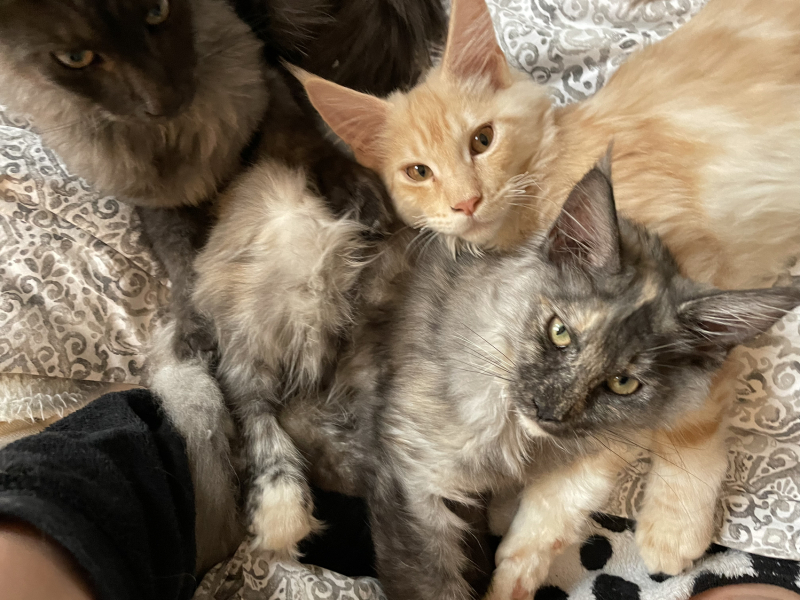 Maine Coon