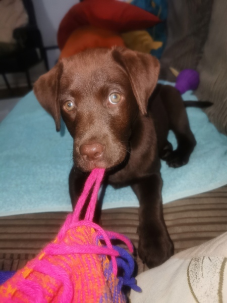 Puppy Survival Thread - for old and new pups