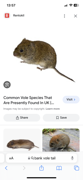 Weird mouse one