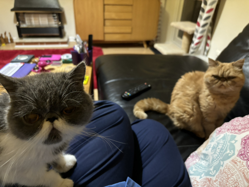 Potential new inmate at Toddler Towers.