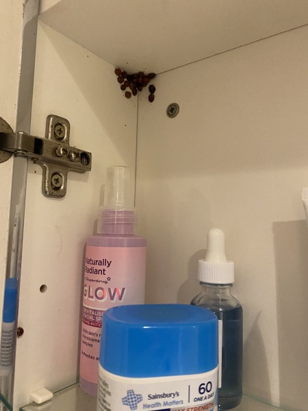 I have a loveliness of ladybirds 🐞 in the corner of my bathroom cabinet and I’m wondering when I might need to issue a dispersion order.