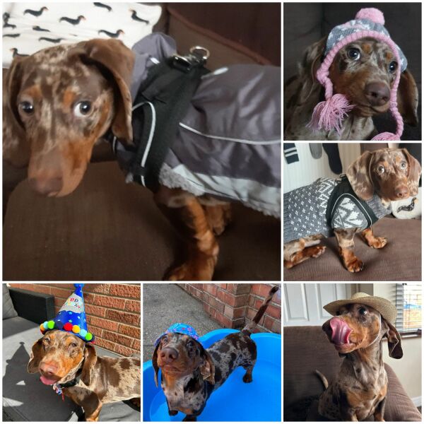 Why do horses get coats and cows don't?