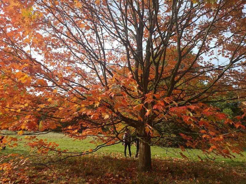 Why are the trees still covered in leaves?