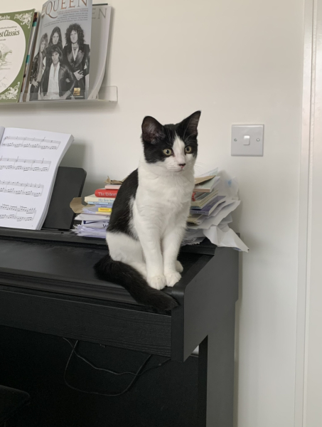 Tips for giving cat medicine