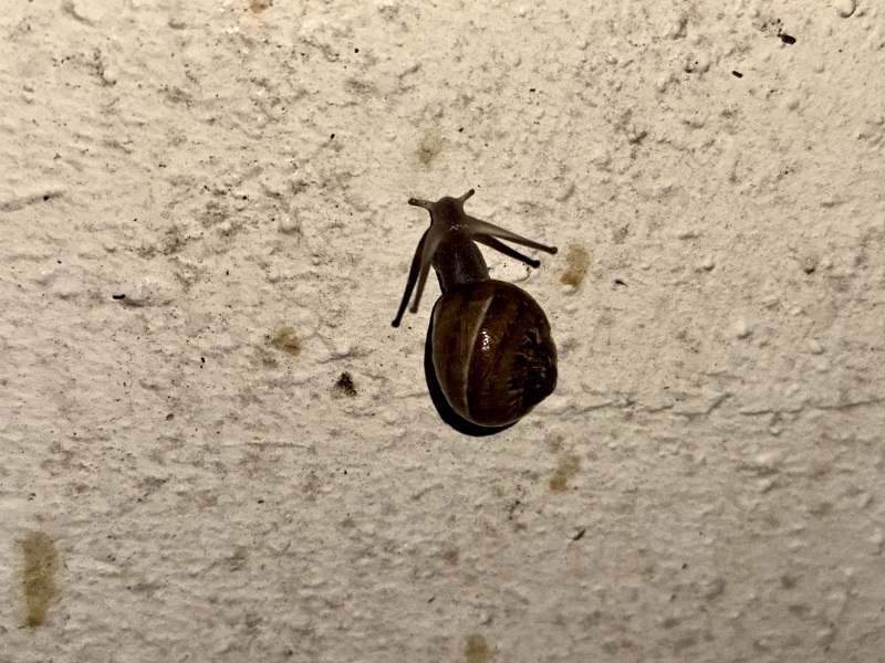 Best way to find snails.  Are they still around ibn October?