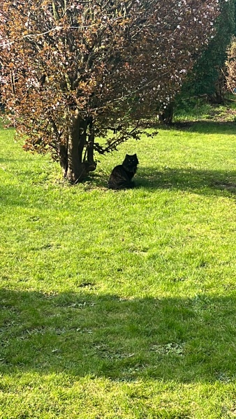 How many cats is too many ?