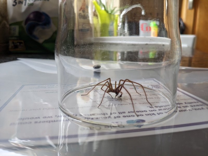 Can someone tell me what kind of spider this is? Warning photo attached! 😨