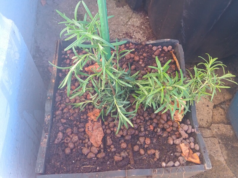 Any Witches Here?- Part 19