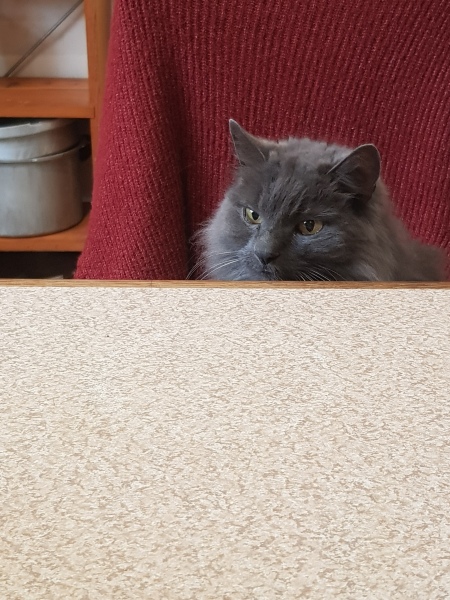 Further Adventures of the Excellent Cats