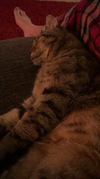 Thug cat part 5 - For he will not do destruction, if he is well-fed, neither will he spit without provocation.