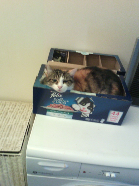 Further Adventures of the Excellent Cats