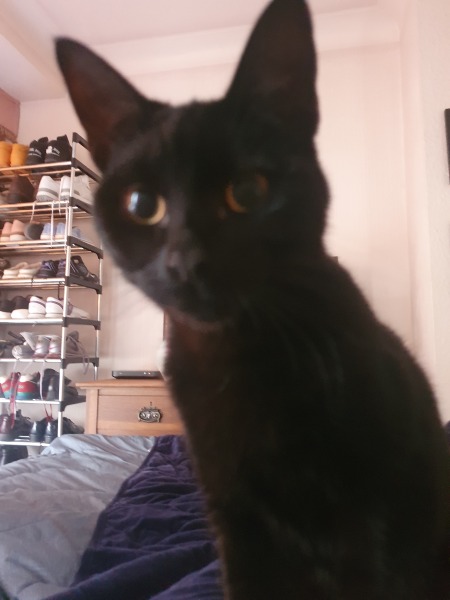 National Black Cat Day today, 27th October.