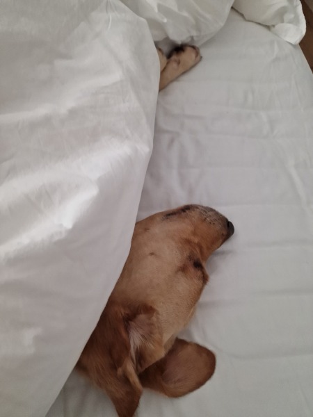 How do other people's small dogs cope in cold weather?