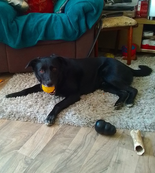 I’ve been asked my dog’s gender for a course we’re going on