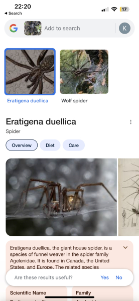 Can someone tell me what kind of spider this is? Warning photo attached! 😨