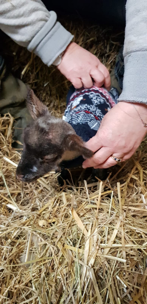 Why do horses get coats and cows don't?