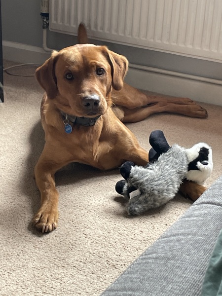 Someone thought my dog was an XL bully