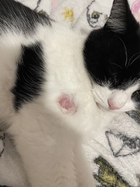 Lump on cat ☹️