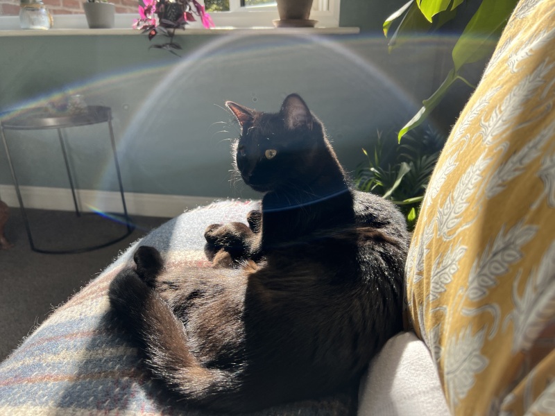 The Very Eventful Lives of the Excellent Cats