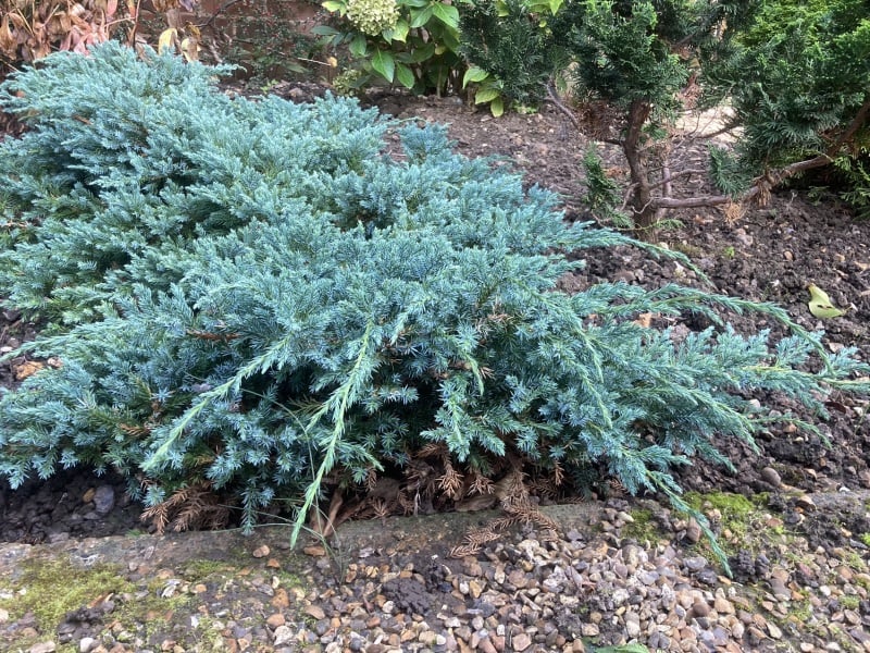 Evergreen id