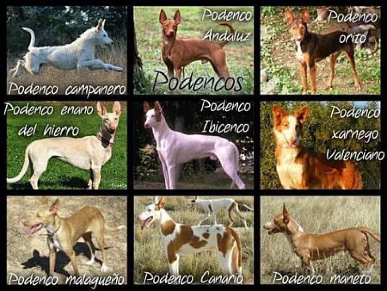 DP making me pick between him or the rescue dog