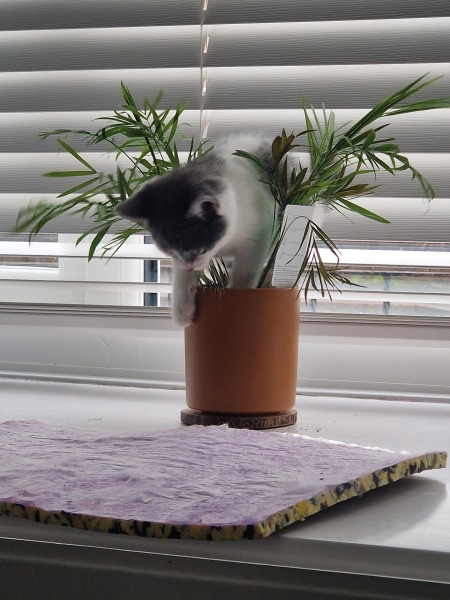 How can I deter my kittens from destroying my house plant?
