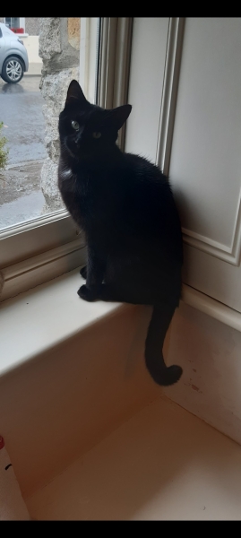 The Very Eventful Lives of the Excellent Cats
