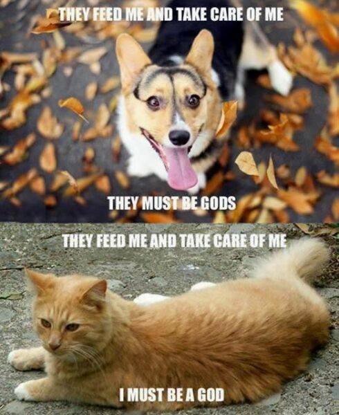 Why are cats allowed to be a pain in the arse??