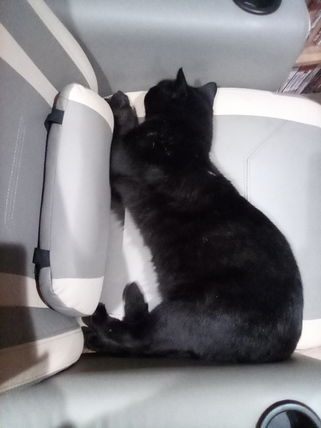 National Black Cat Day today, 27th October.