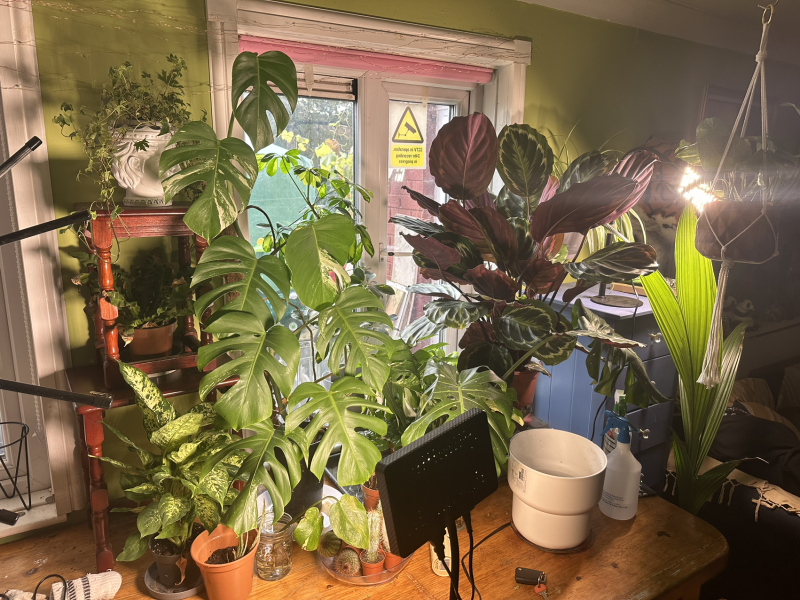 Worried about monstera - what's wrong? (With pics)