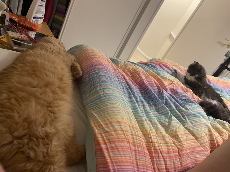 Potential new inmate at Toddler Towers.