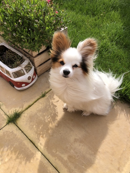 I’ve been asked my dog’s gender for a course we’re going on