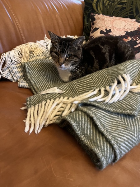 Cleaner let cats into living room