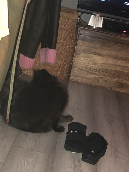 Further Adventures of the Excellent Cats