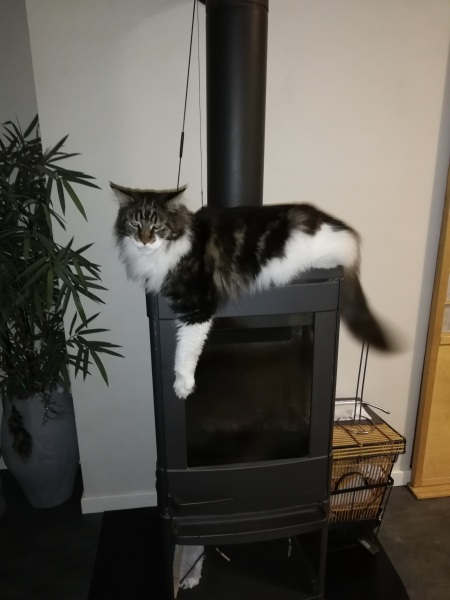 Solensia for arthritic cat, has anyone tried it?