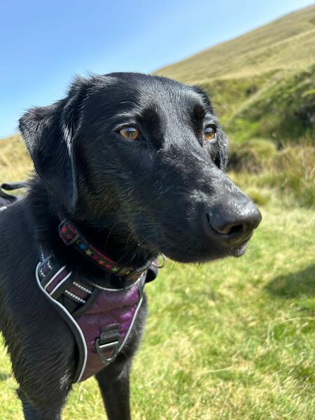 What the actual fuck has my dog just done?